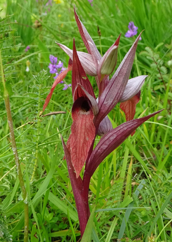 Serapias vomeracea subsp.vomeracea